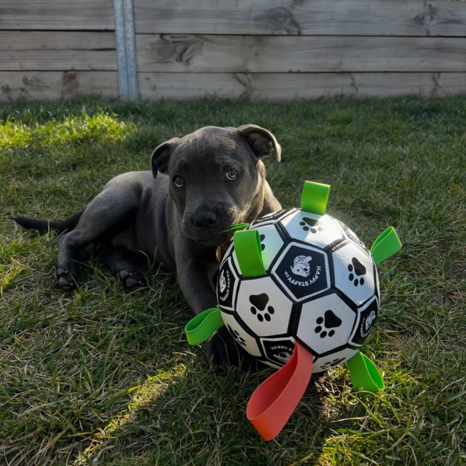 Happy Staffy Co. Ronaldog Soccer Ball Dog Toy