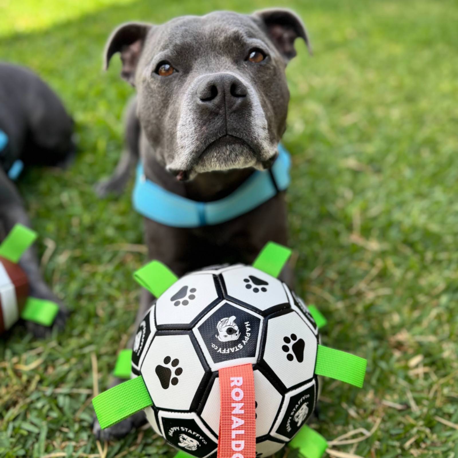 Happy Staffy Co. Ronaldog Soccer Ball Dog Toy