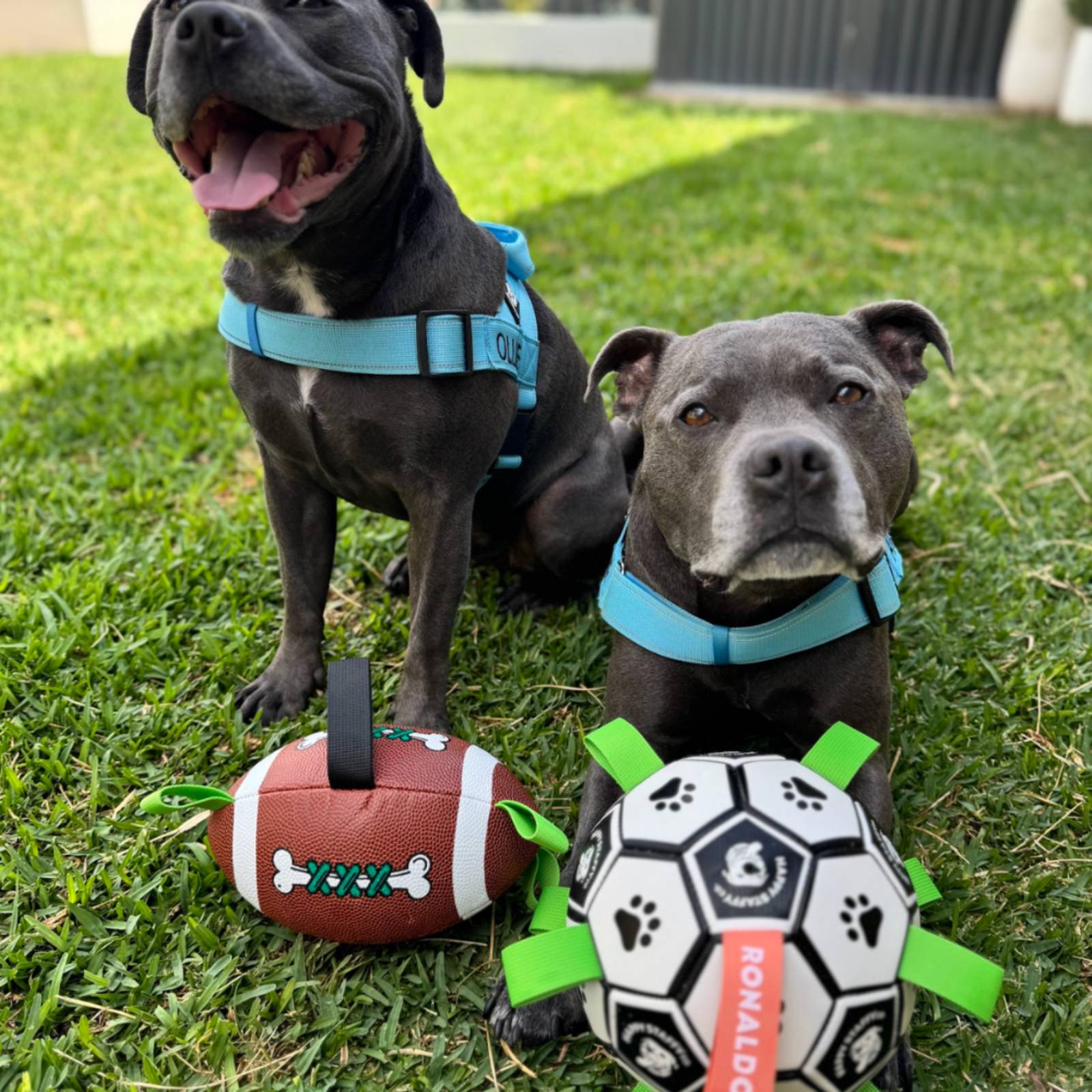 Happy Staffy Co. Ronaldog Soccer Ball Dog Toy