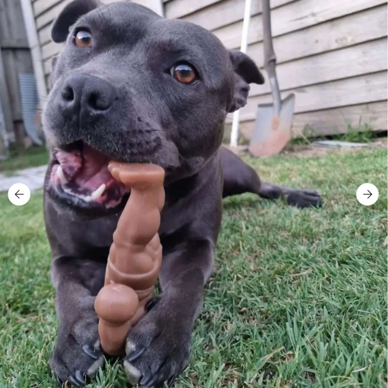Happy Staffy Co. Staffy Balboa Tough Dog Toy