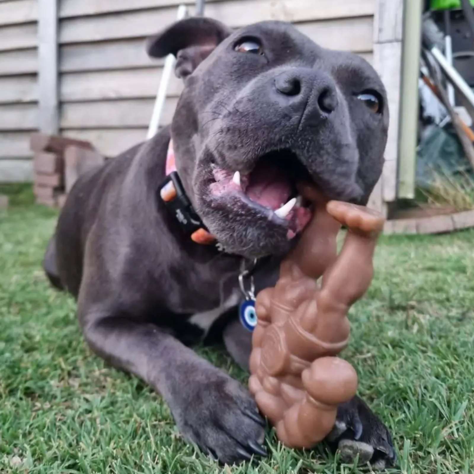 Happy Staffy Co. Staffy Balboa Tough Dog Toy