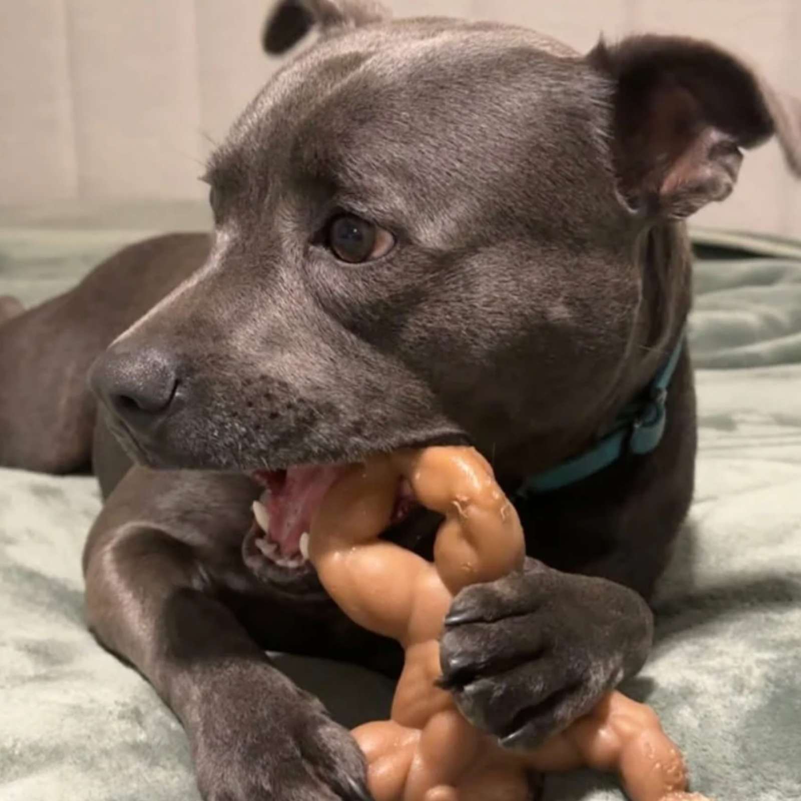 Happy Staffy Co. Staffy Balboa Tough Dog Toy