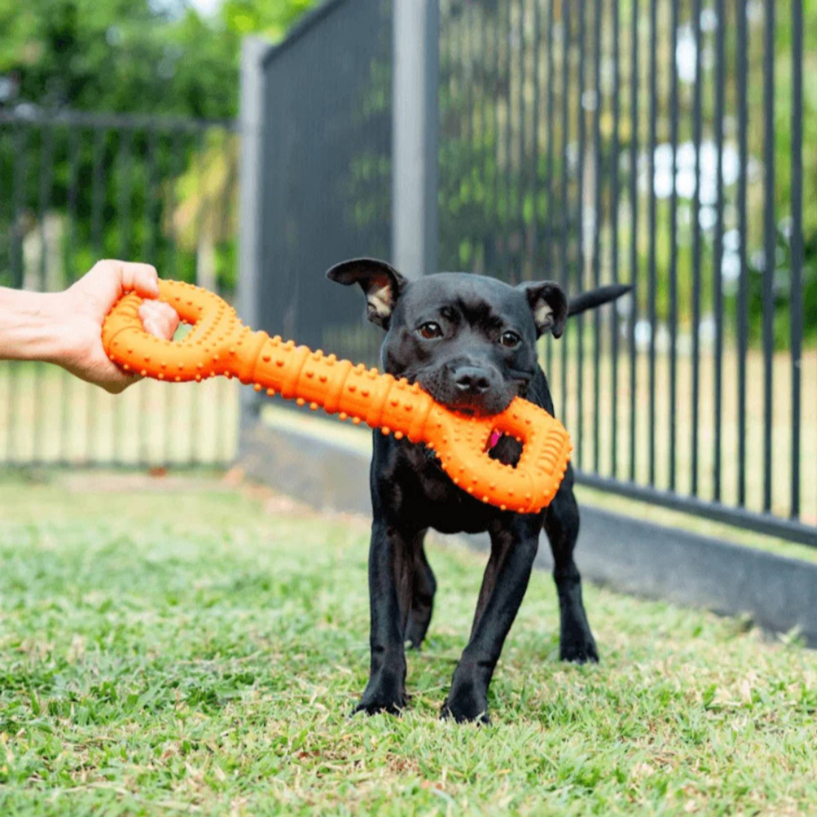 Happy Staffy Co. Tommy Tug Handle Orange Dog Toy