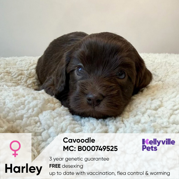 Harley