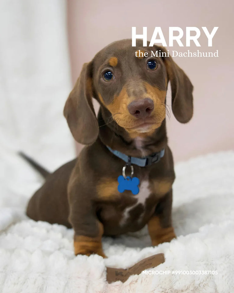 Harry
