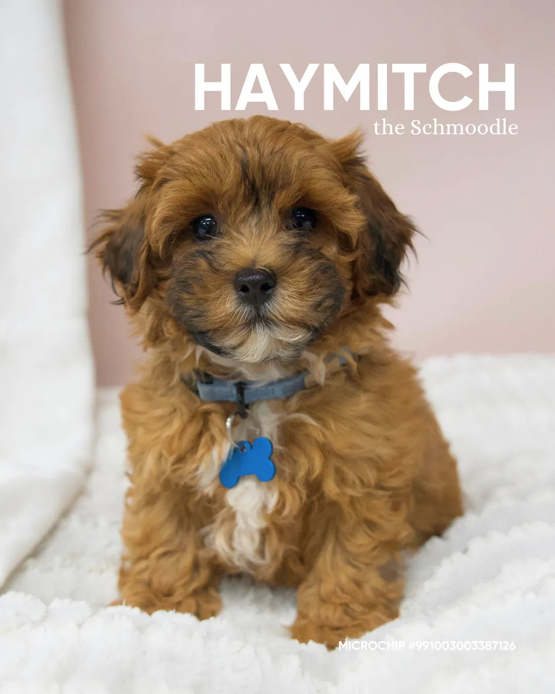 Haymitch