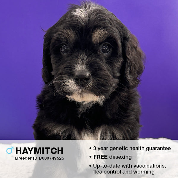 Haymitch the Cavoodle