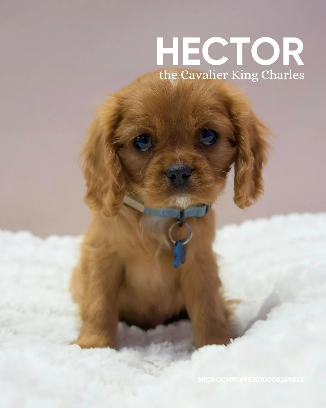 Hector