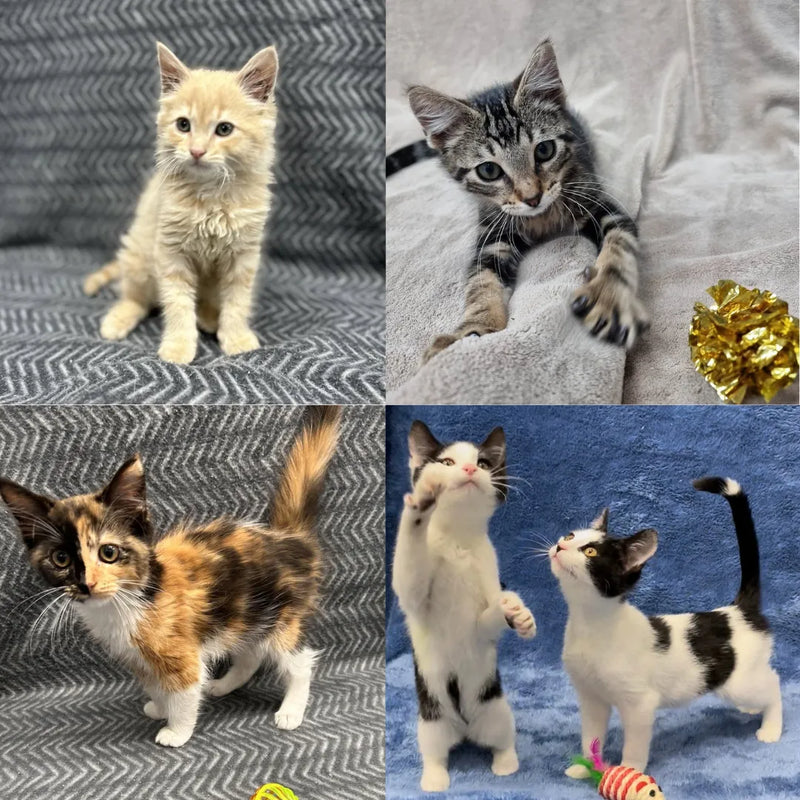 Hills Kitty Rescue