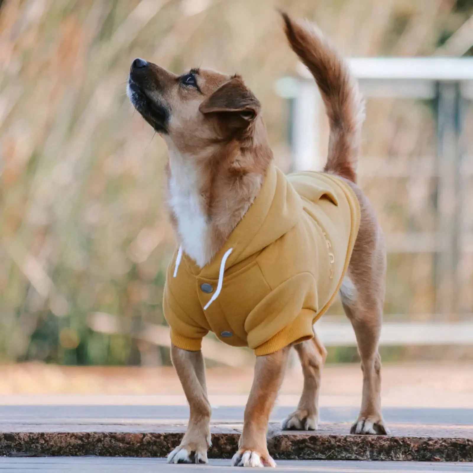Huskimo Mt Baw Baw – Mustard Cozy Fleece Dog Hoodie Huskimo