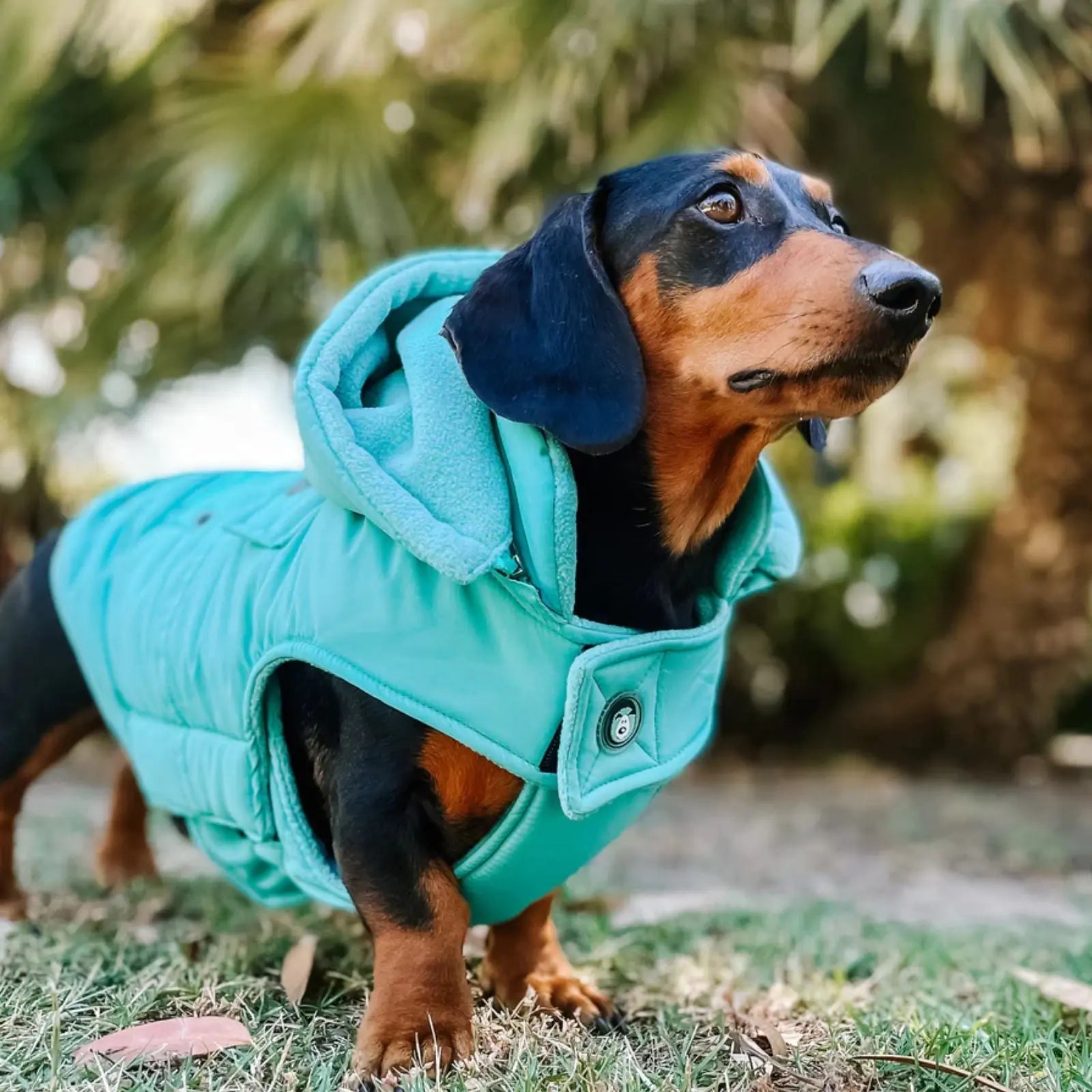 Huskimo Mt Buller – Periwinkle Winter Dog Jacket Huskimo