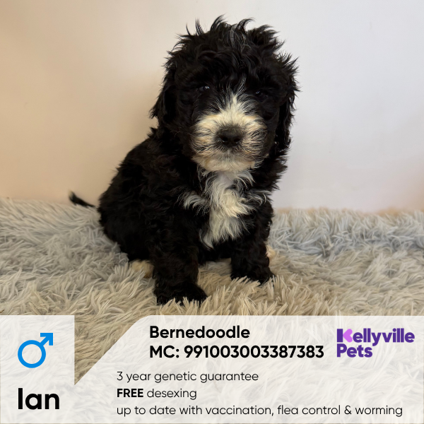 Ian