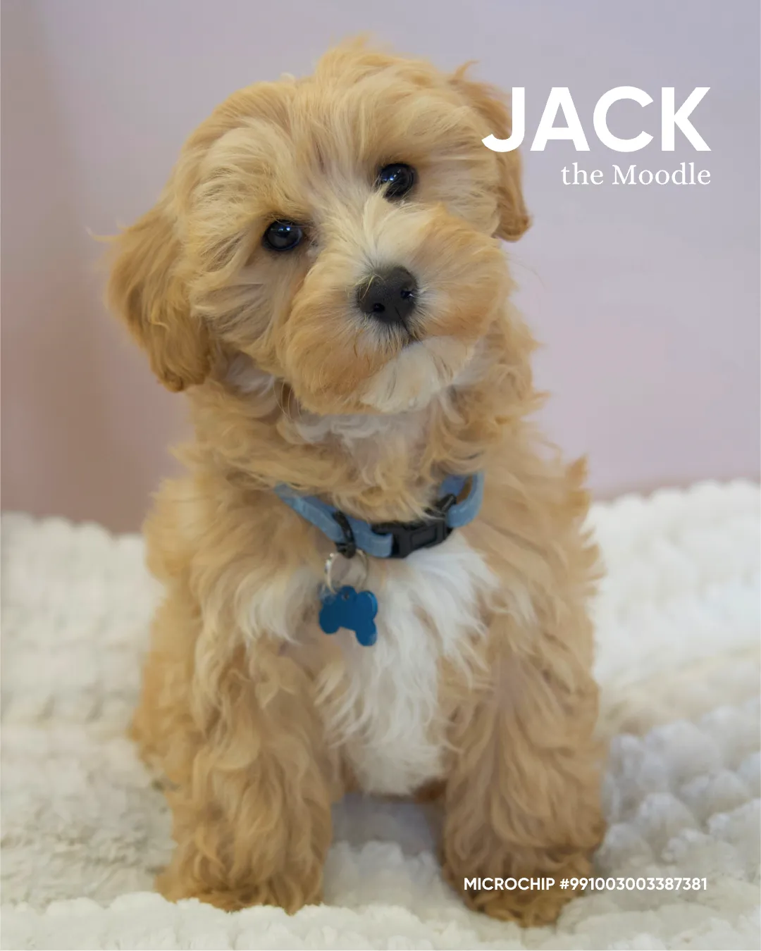 Jack