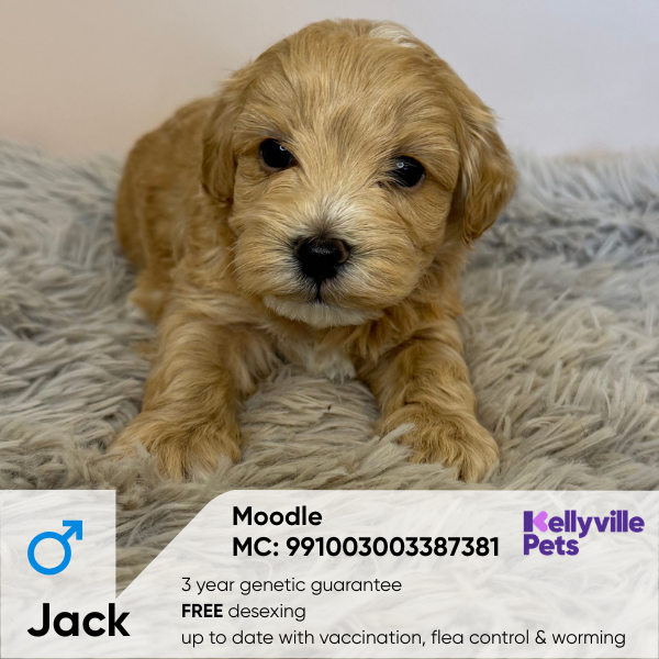 Jack