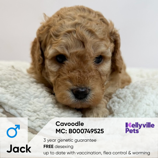 Jack