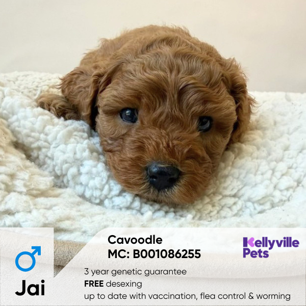 Jai