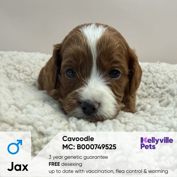 Jax