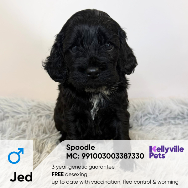 Jed