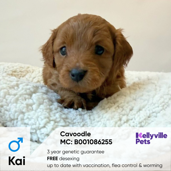 Kai