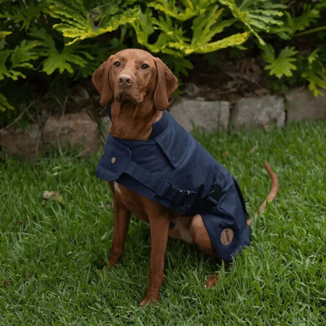 Kazoo Aussie Oilskin Waterproof Dog Coat - Navy - Kellyville Pets