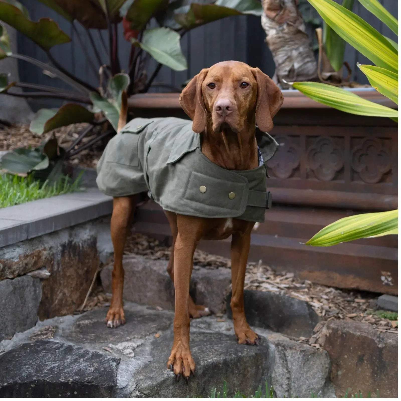 Kazoo Aussie Oilskin Waterproof Dog Coat - Olive Kazoo
