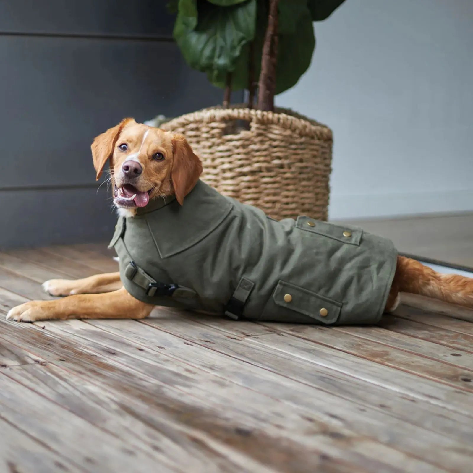 Kazoo Aussie Oilskin Waterproof Dog Coat - Olive Kazoo