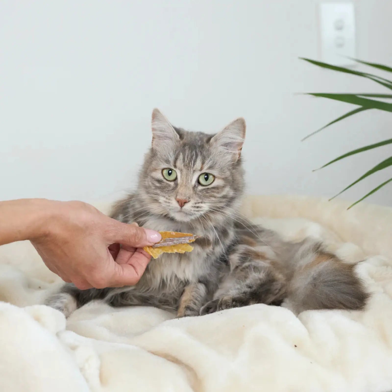 Kazoo Prime Cuts Anchovies 60g For Cats Prime Cuts