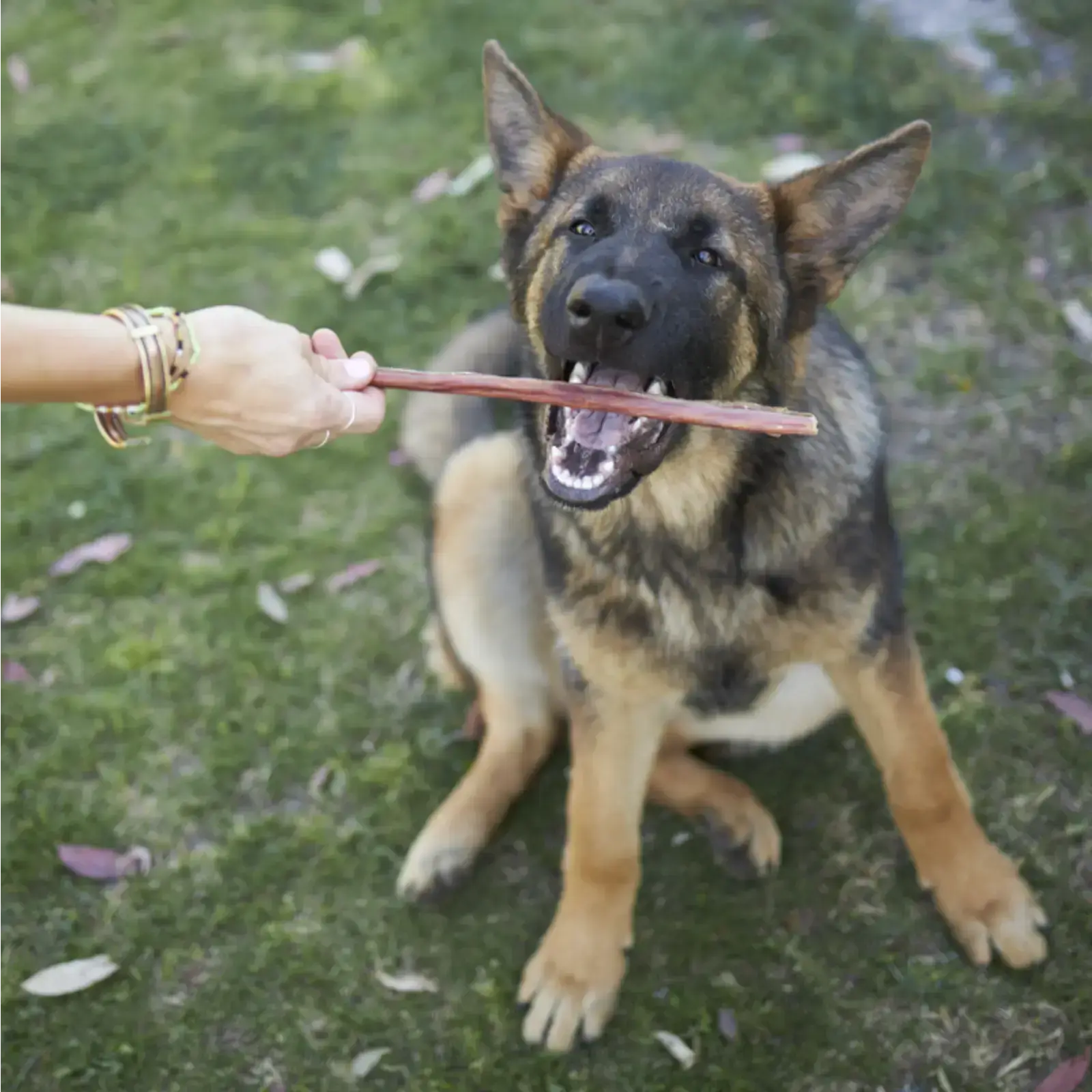 Kazoo Prime Cuts Beef Bully Stick - 30cm Prime Cuts