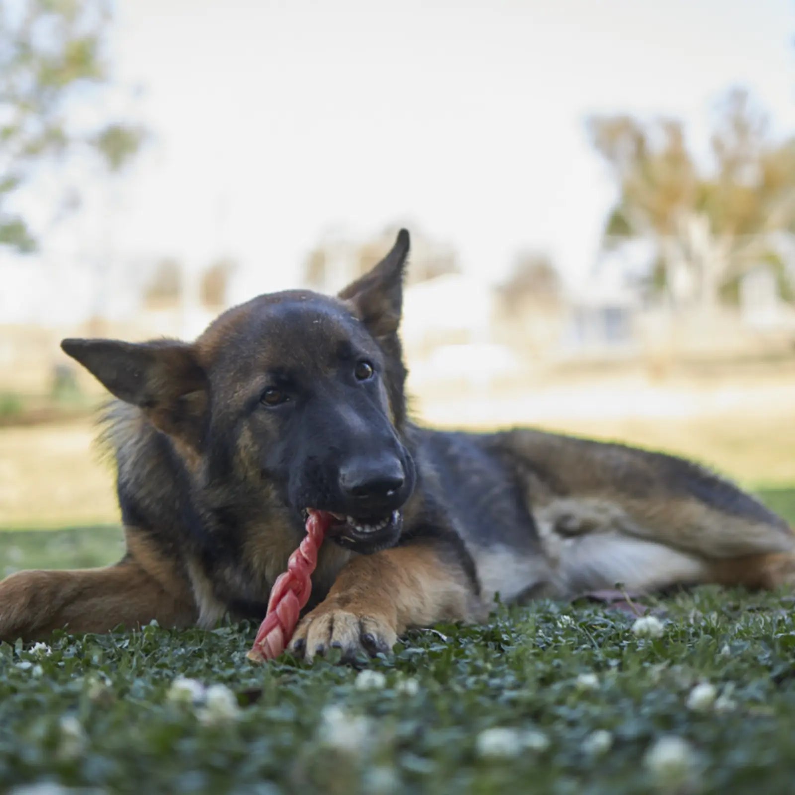 Kazoo Prime Cuts Braided Beef Sticks Dog Treats - 20cm Prime Cuts