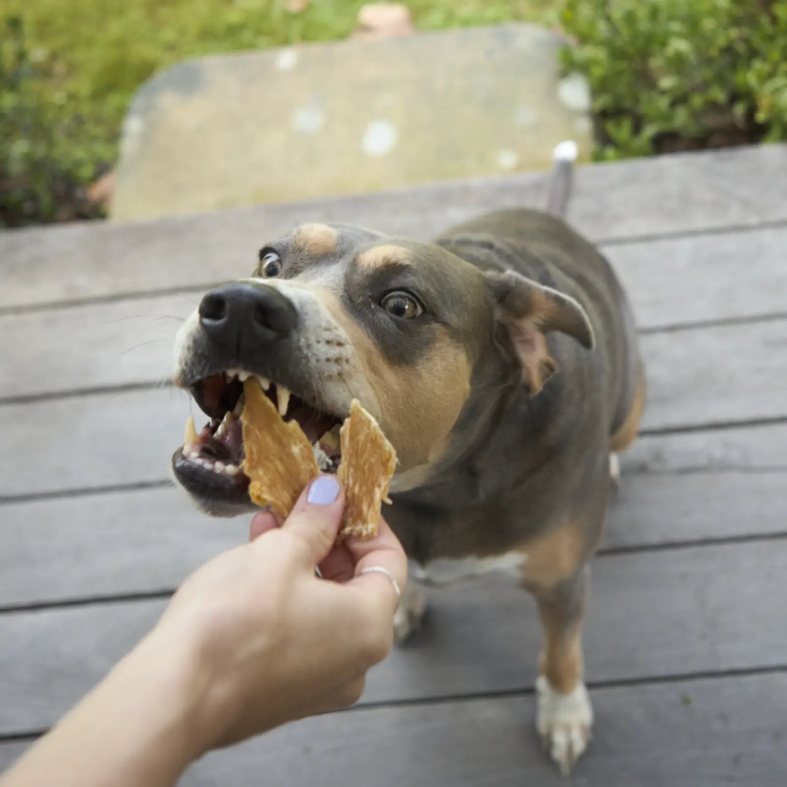 Kazoo Prime Cuts Chicken Breast Dog Treats Prime Cuts