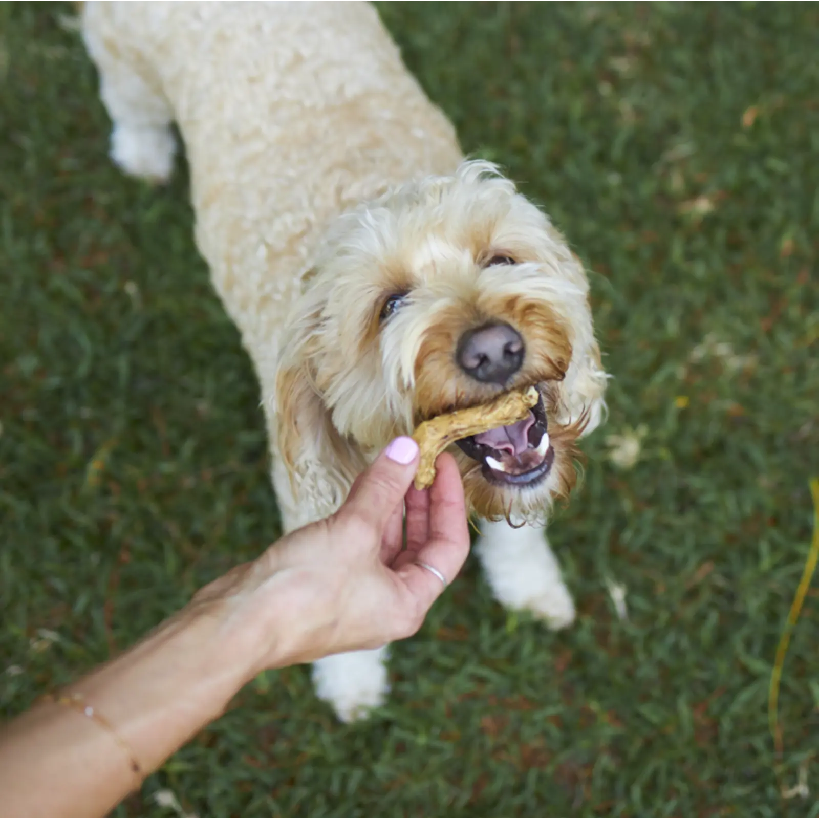 Kazoo Prime Cuts Chicken Necks Dog Treats Prime Cuts