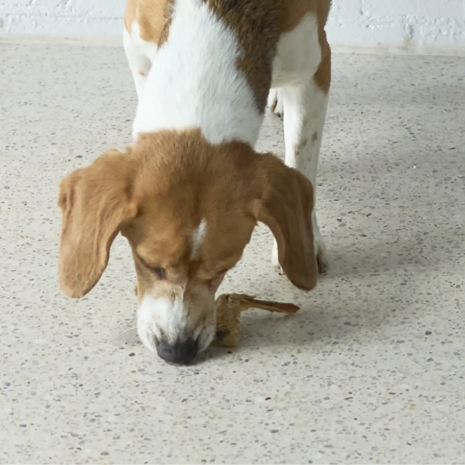 Kazoo Prime Cuts Aussie Chicken Wings - 500g Prime Cuts