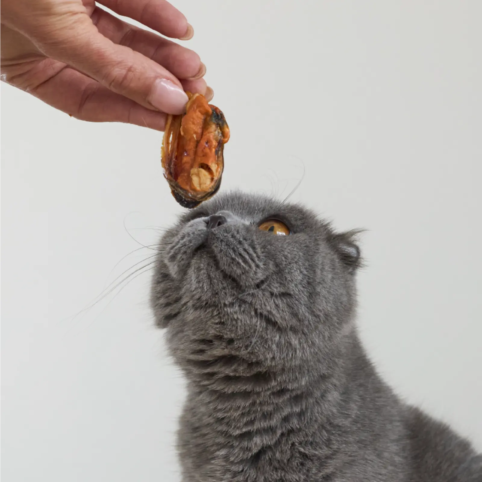 Kazoo Prime Cuts Mussels 60g For Cats Prime Cuts