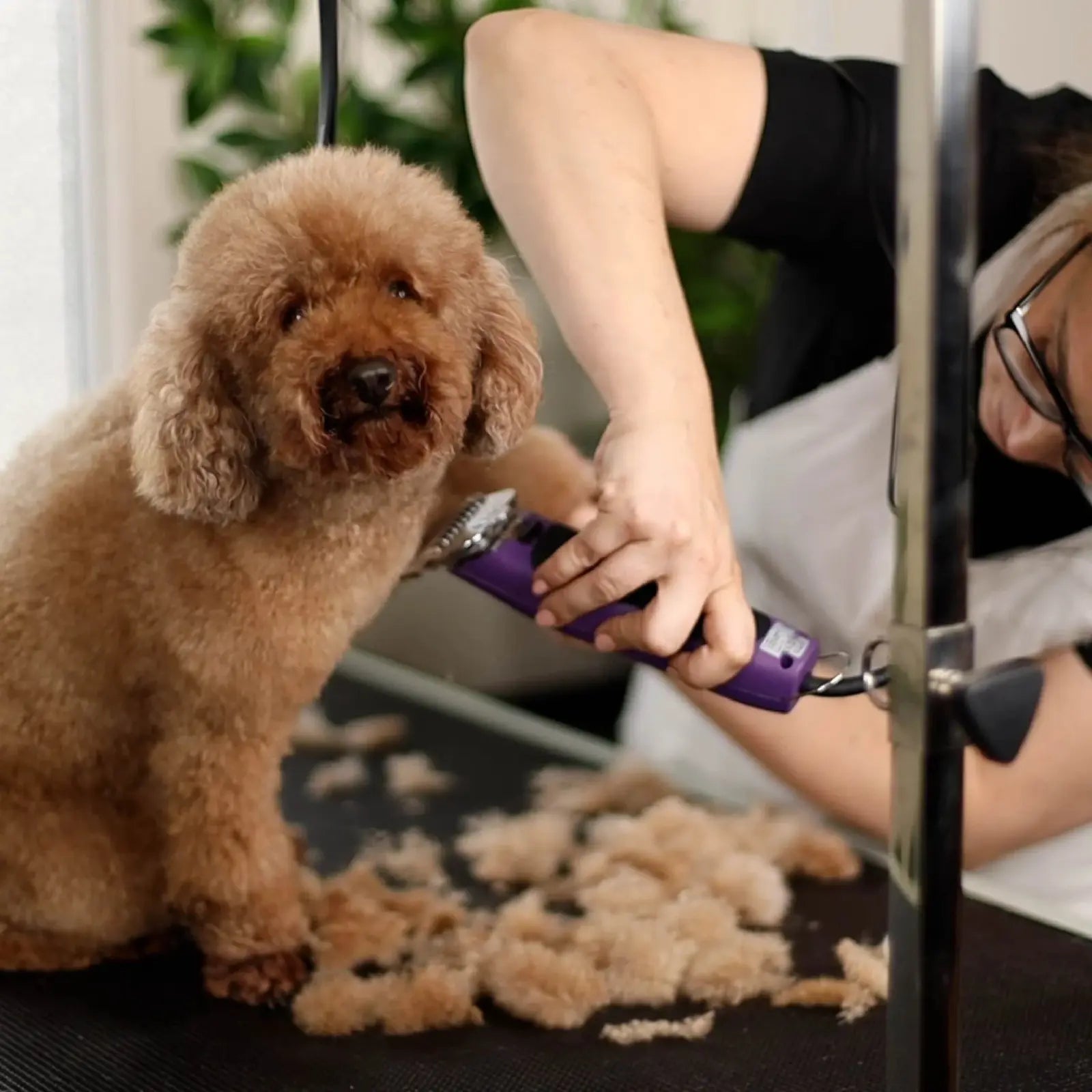 Kazoo Pro Plus Brushless Dog Clipper Kazoo