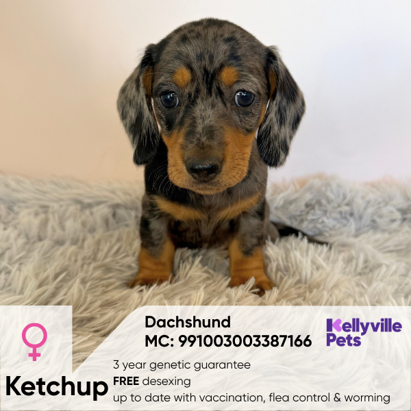 Ketchup