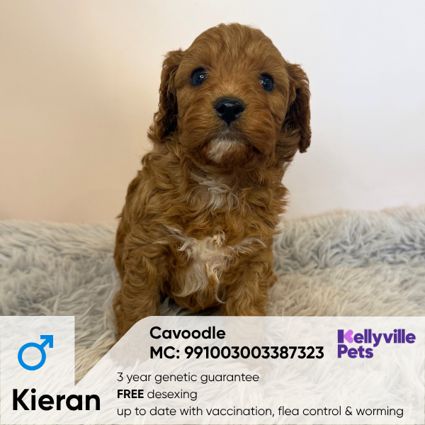 Kieran