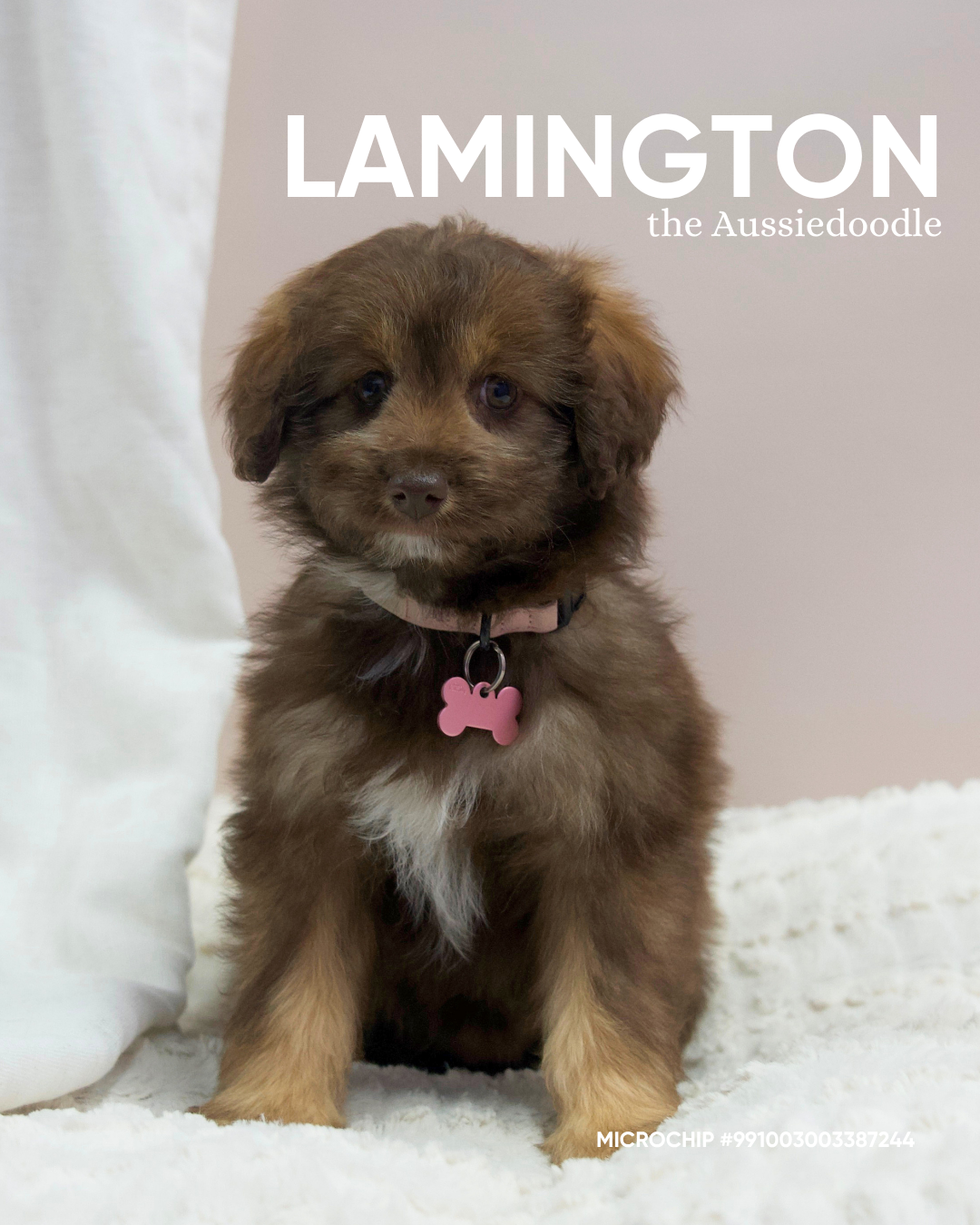 Lamington