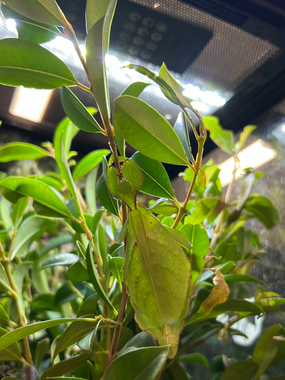 Australian Leaf Insects for Sale