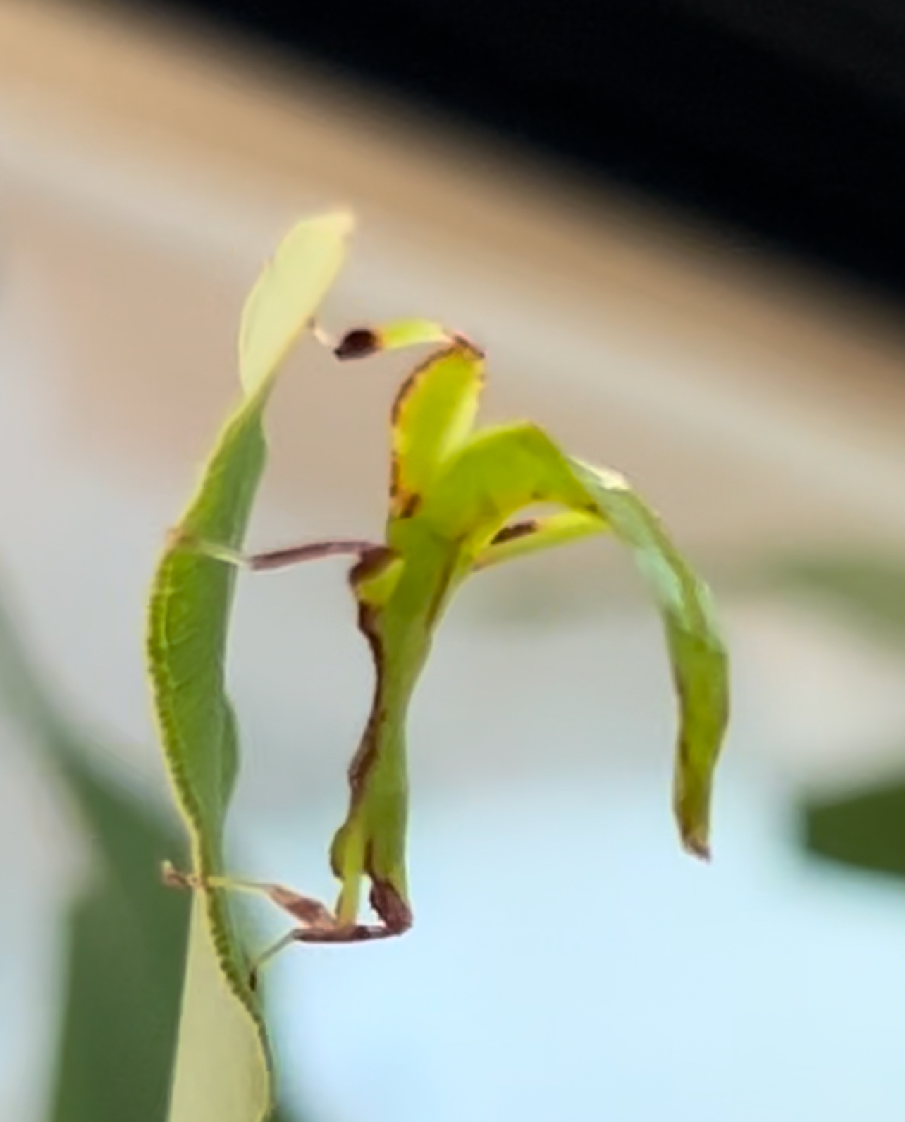 Buy Australian Leaf Insects for Sale Online | Kellyville Pets