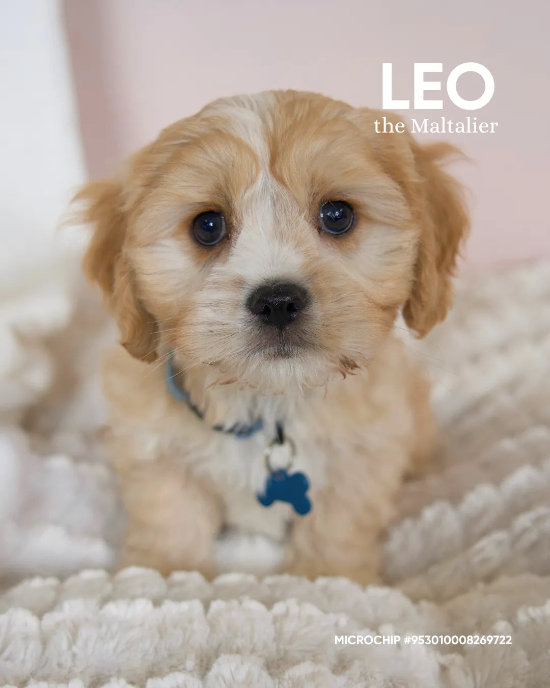 Leo