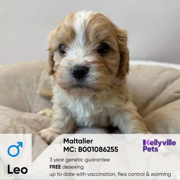 Leo