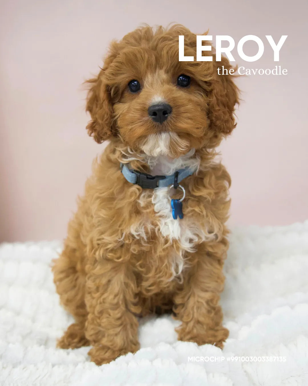 Leroy