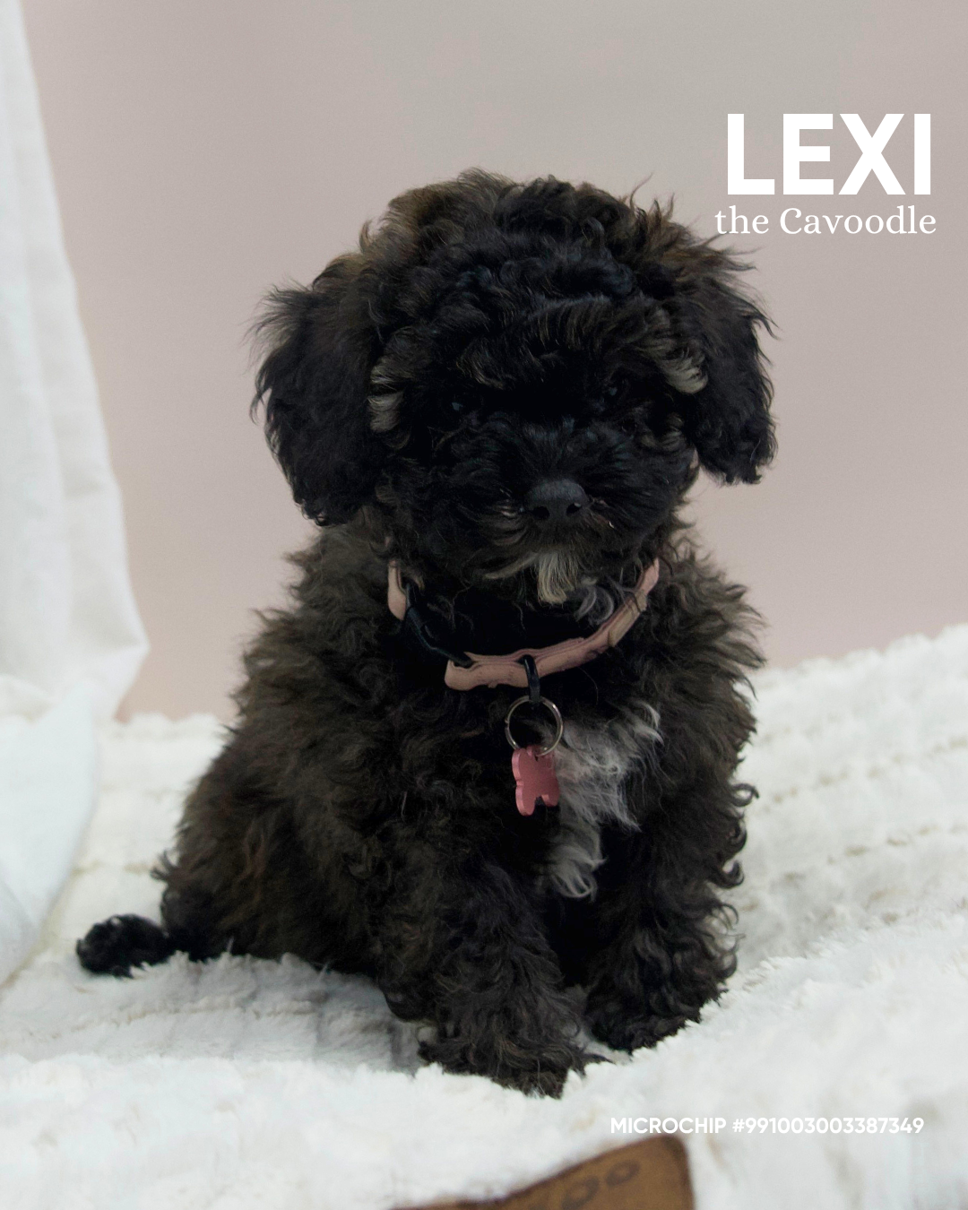 Lexi