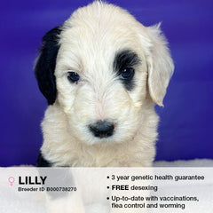 Lilly the Sheepadoodle