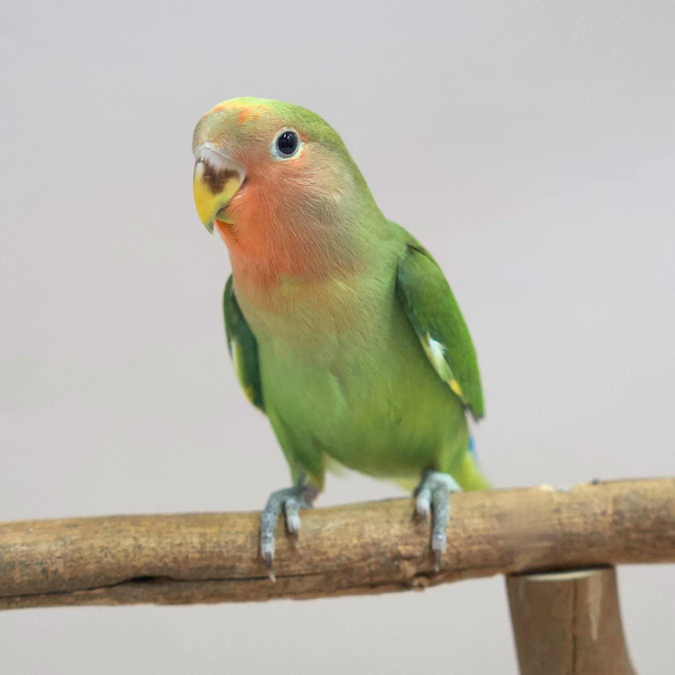 Lime, the Hand-Raised Lovebird