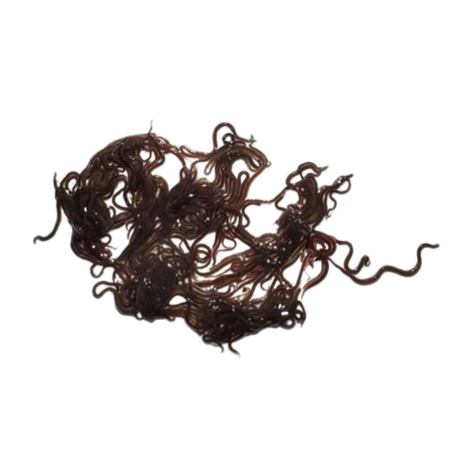 Live Blackworms Australian Black Worms