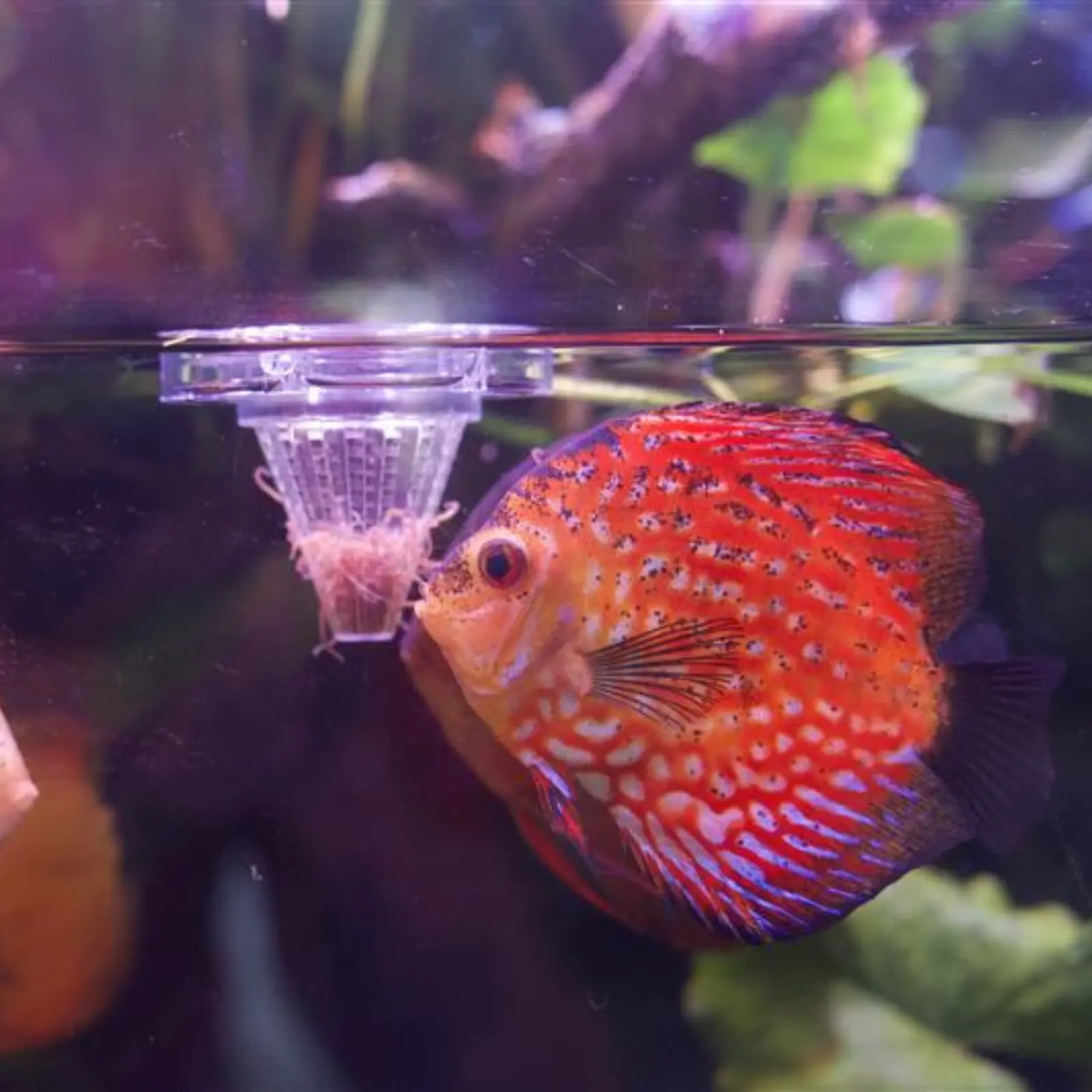 Live Blackworms Australian Black Worms