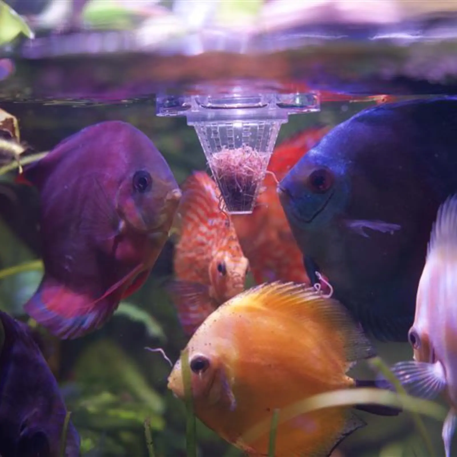 Live Blackworms Australian Black Worms