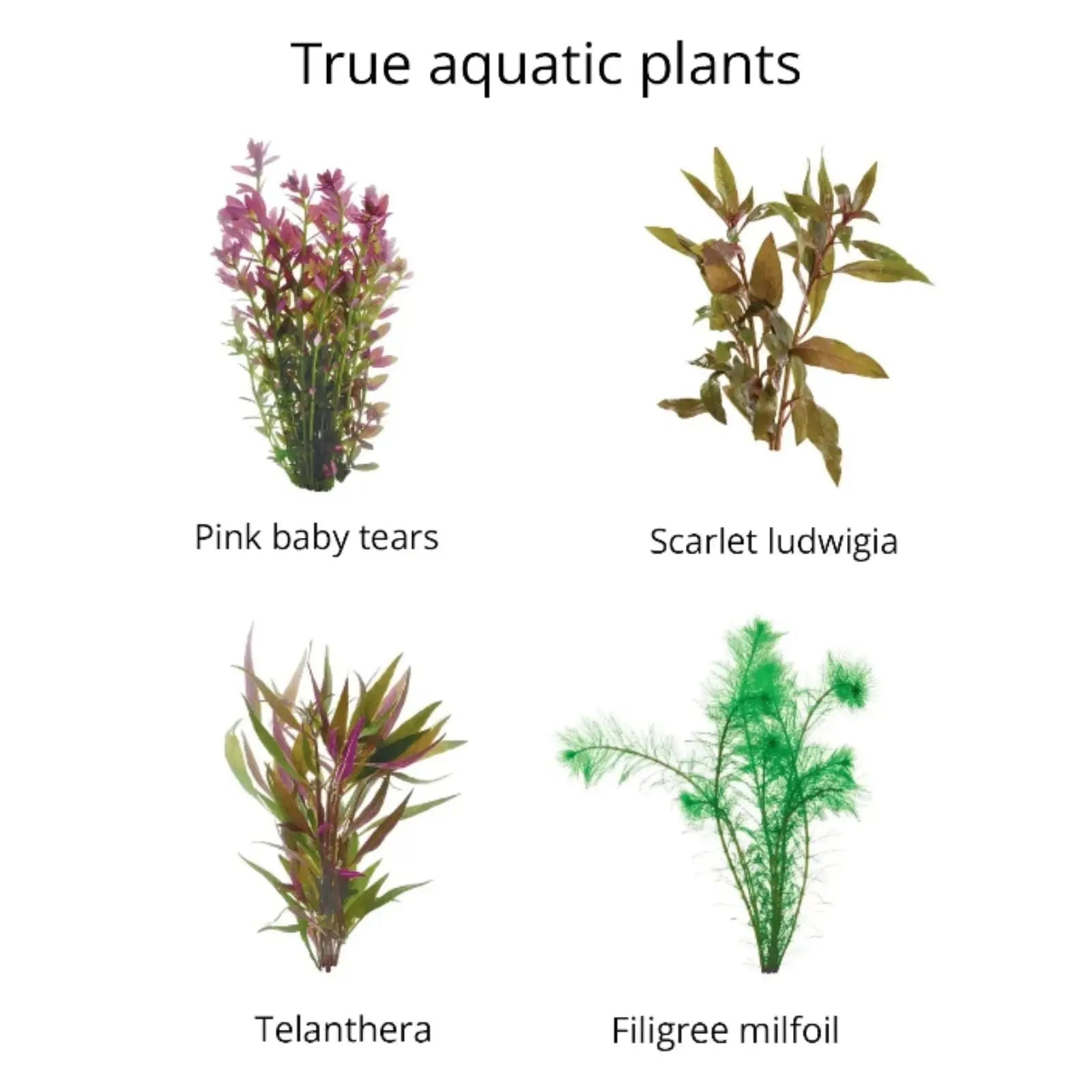 Live Bunch Plants Aquarium Not Specified