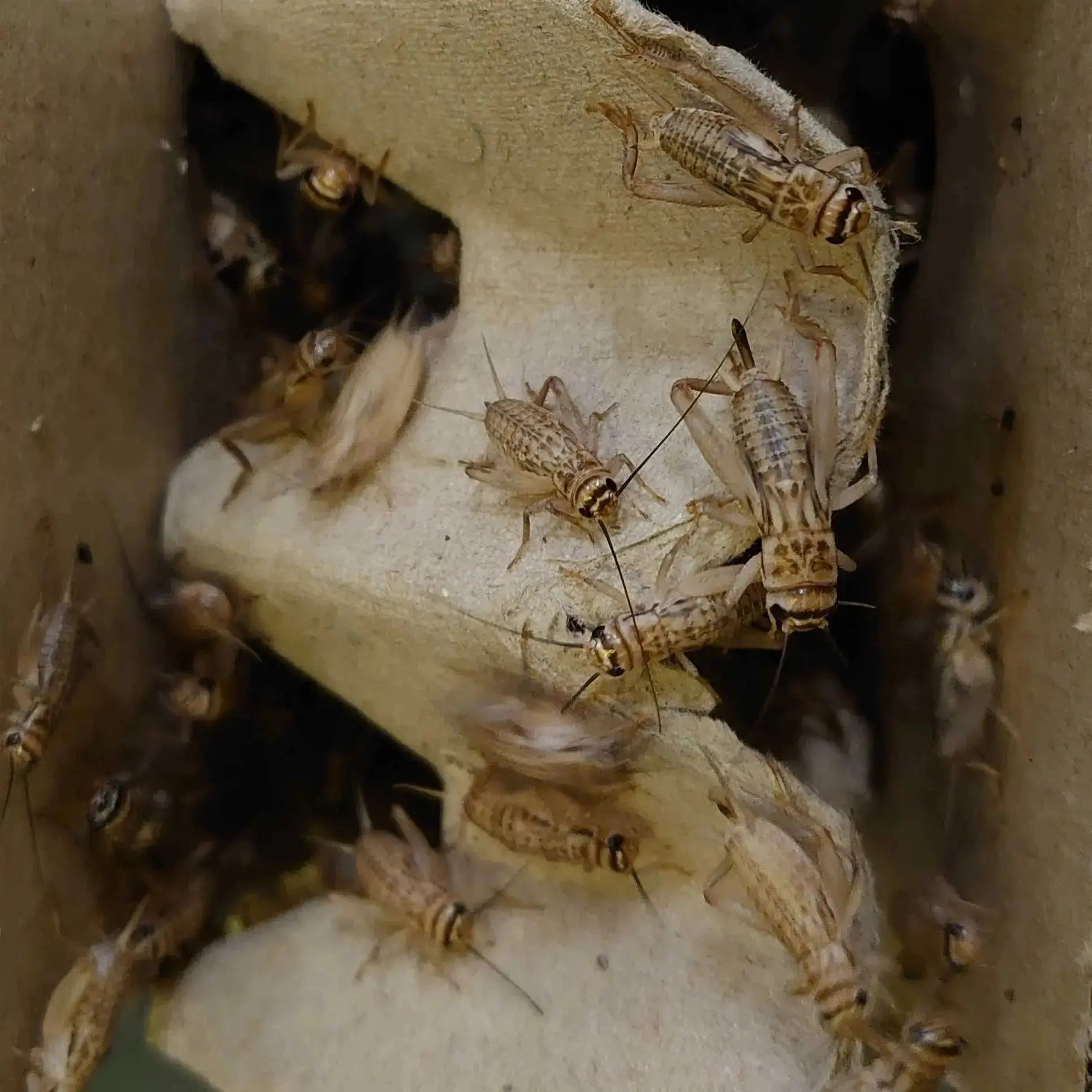 Live Crickets - Bio Supplies Bio Supplies